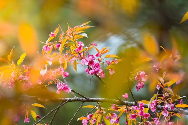 Sakura flowers blooming blossom in Chiang Mai, Thailand — Stock Photo, Image