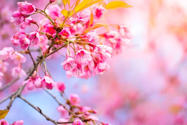 Sakura květiny kvetoucí květy v Chiang Mai, Thajsko — Stock fotografie