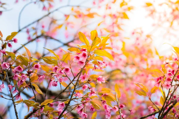Sakura flowers blooming blossom in Chiang Mai, Thailand — Stock Photo, Image