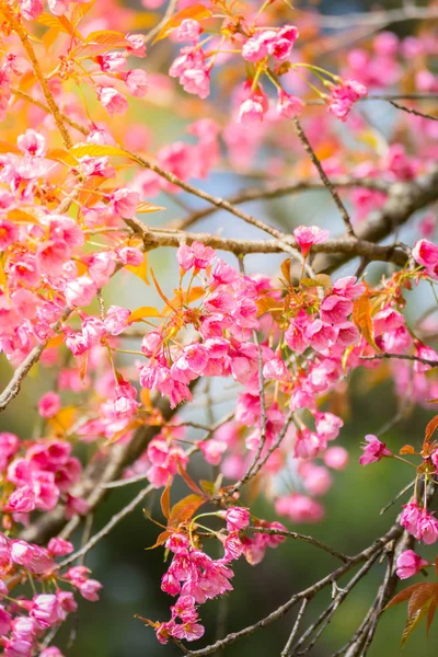 Sakura λουλούδια ανθισμένα λουλούδια σε Chiang Mai, Ταϊλάνδη — Φωτογραφία Αρχείου