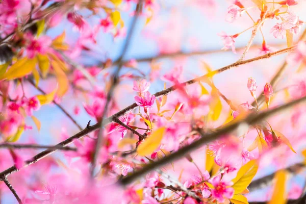 Sakura λουλούδια ανθισμένα λουλούδια σε Chiang Mai, Ταϊλάνδη — Φωτογραφία Αρχείου