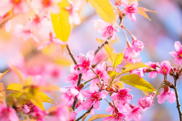 Sakura flowers blooming blossom in Chiang Mai, Thailand — Stock Photo, Image