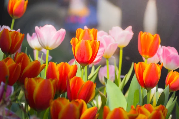 Tulip. Vacker bukett tulpaner. färgglada tulpaner. — Stockfoto