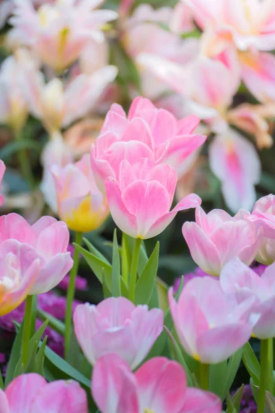 Tulip. Beautiful bouquet of tulips. colorful tulips. — Stock Photo, Image