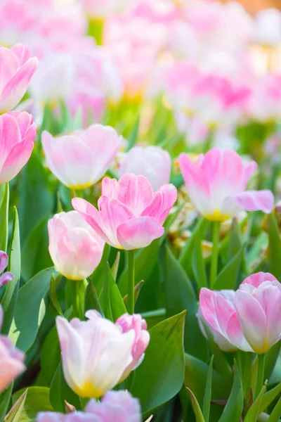 Tulpe. schöner Strauß Tulpen. Bunte Tulpen. — Stockfoto