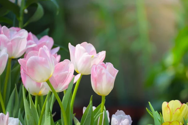 Tulipe. Beau bouquet de tulipes. tulipes colorées . — Photo
