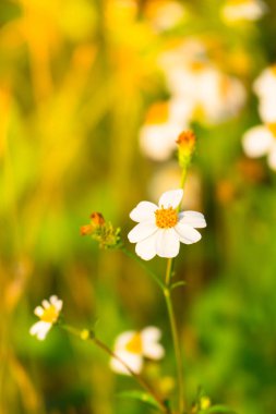 Çimen çiçek Alerjik belirtiler neden olur.