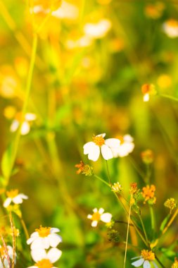 Çimen çiçek Alerjik belirtiler neden olur.