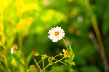Çimen çiçek Alerjik belirtiler neden olur.