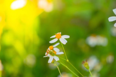 Çimen çiçek Alerjik belirtiler neden olur.