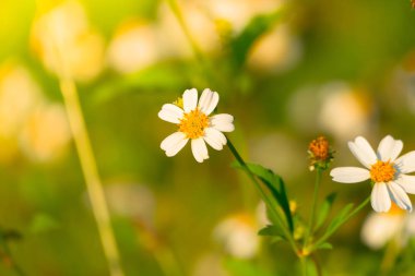 Çimen çiçek Alerjik belirtiler neden olur.