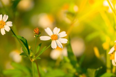 Çimen çiçek Alerjik belirtiler neden olur.