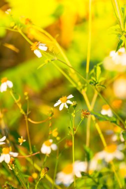 Çimen çiçek Alerjik belirtiler neden olur.