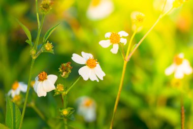 Çimen çiçek Alerjik belirtiler neden olur.