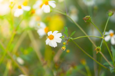 Çimen çiçek Alerjik belirtiler neden olur.