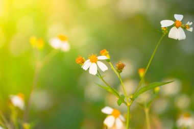 Çimen çiçek Alerjik belirtiler neden olur.