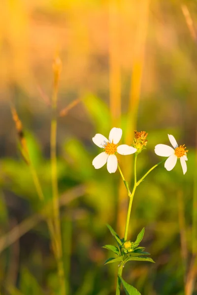 Grass flower causes the allergic symptoms