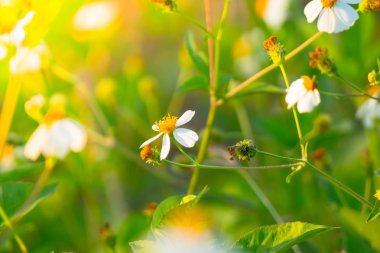 Çimen çiçek Alerjik belirtiler neden olur.