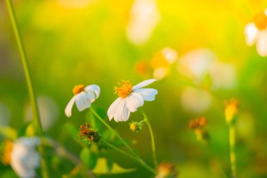 Çimen çiçek Alerjik belirtiler neden olur.