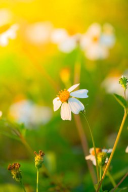Çimen çiçek Alerjik belirtiler neden olur.