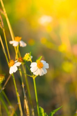 Çimen çiçek Alerjik belirtiler neden olur.