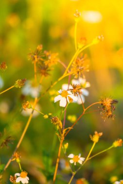 Çimen çiçek Alerjik belirtiler neden olur.