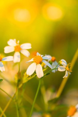 Çimen çiçek Alerjik belirtiler neden olur.