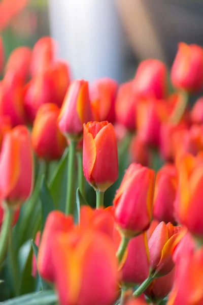 Tulip. Beautiful bouquet of tulips. colorful tulips.