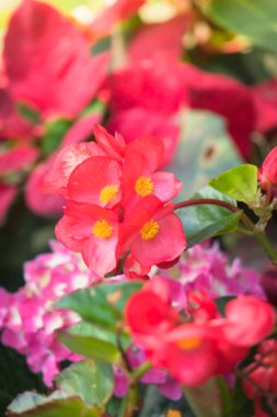 çiçek gül güzel arka plan