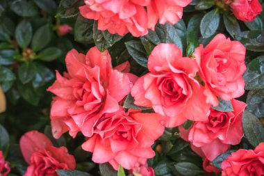 çiçek gül güzel arka plan