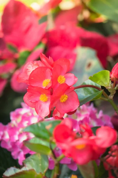 Beautiful background with flowers roses — Stock Photo, Image