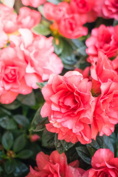 Rózsa virágok gyönyörű háttér — Stock Fotó