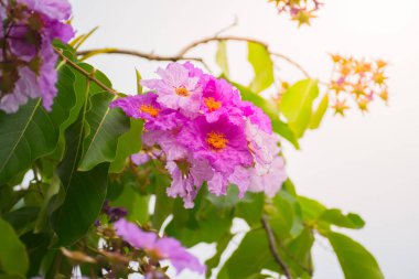 çiçek gül güzel arka plan