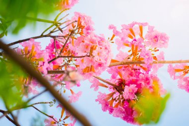 çiçek gül güzel arka plan