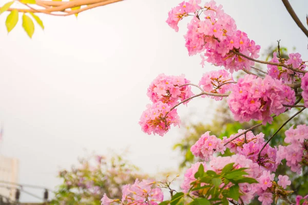 beautiful background with flowers roses