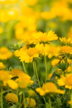 Renkli çiçeklerin arkaplan resmi