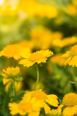 Renkli çiçeklerin arkaplan resmi