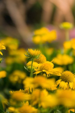 Renkli çiçeklerin arkaplan resmi