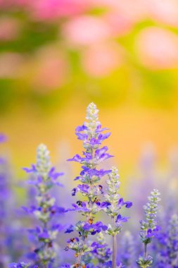 Renkli çiçeklerin arkaplan resmi