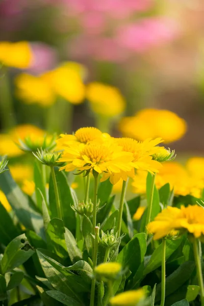 La imagen de fondo de las flores de colores —  Fotos de Stock