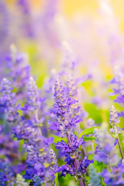 Das Hintergrundbild der bunten Blumen — Stockfoto