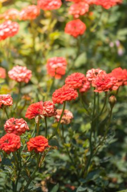 Renkli çiçeklerin arkaplan resmi