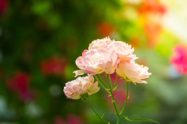 Renkli çiçeklerin arkaplan resmi