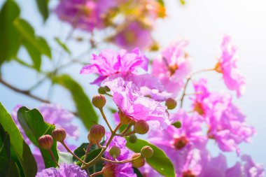 Renkli çiçeklerin arkaplan resmi