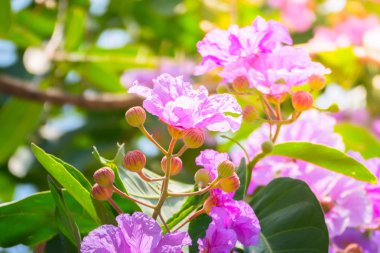 Renkli çiçeklerin arkaplan resmi