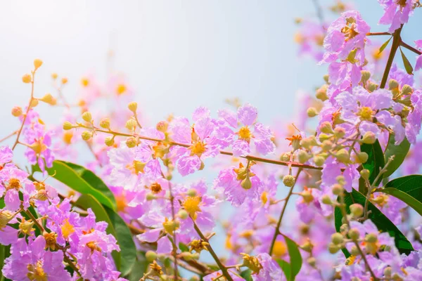 The background image of the colorful flowers