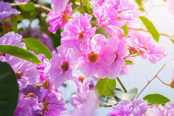 Bakgrundsbilden av de färgglada blommor — Stockfoto