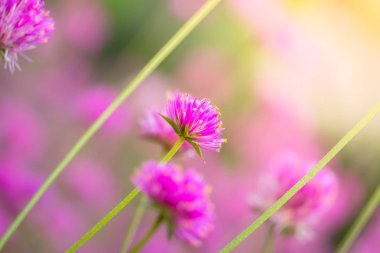 Renkli çiçeklerin arkaplan resmi