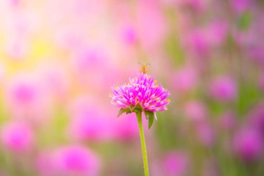Renkli çiçeklerin arkaplan resmi