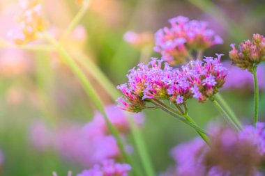 Renkli çiçeklerin arkaplan resmi